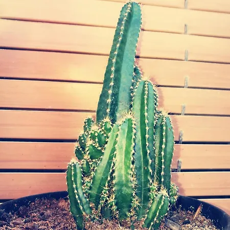 Хостел Casa Albano Бальдельоу